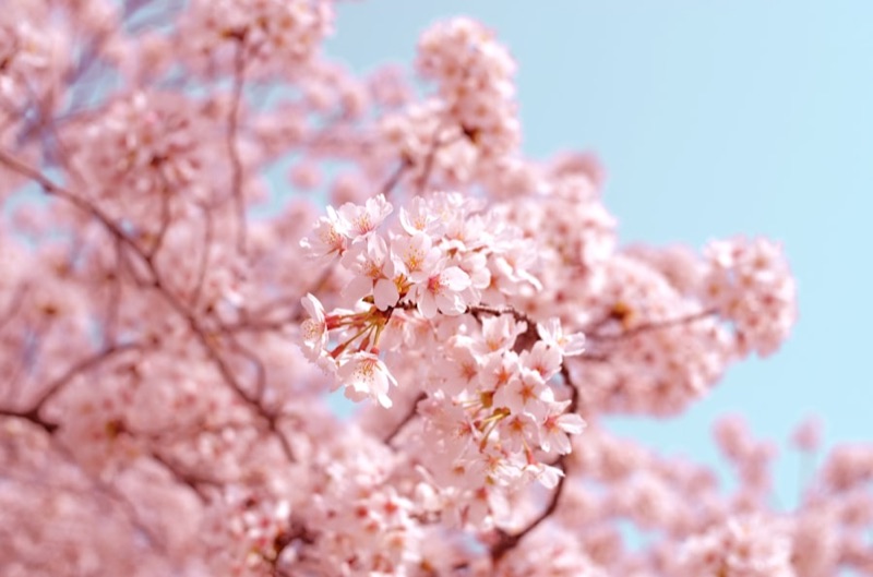 青空を背に咲きほこる薄紅色の桜