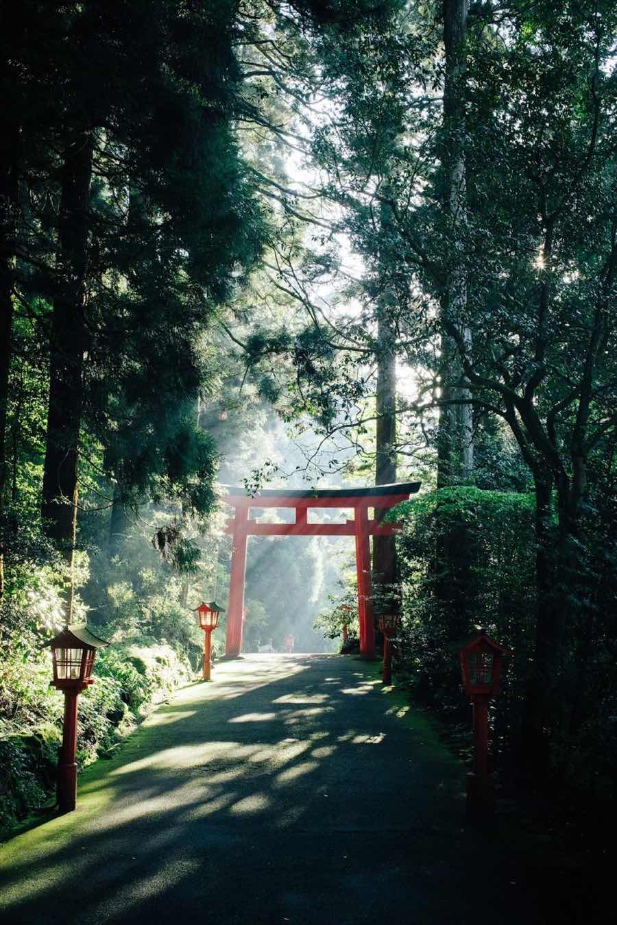 朱塗りの鳥居と灯籠が並ぶ杉木立の参道に、木漏れ日が差し込む風景